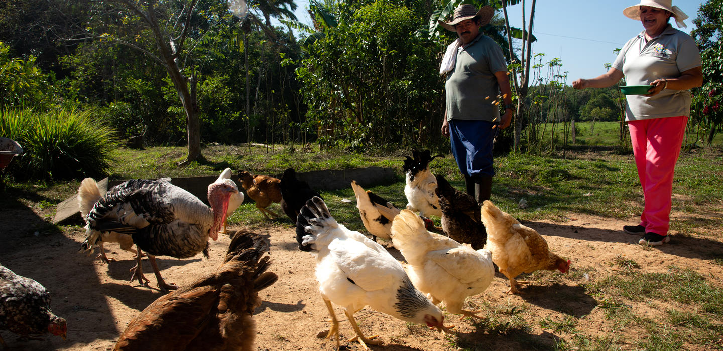 chickens-field-Guaviare