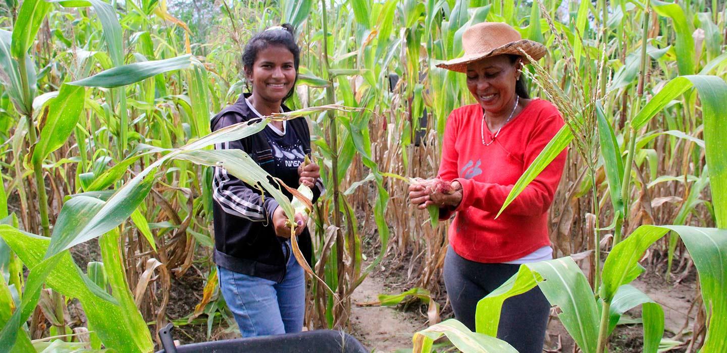 Mujeres sonriendo entre plantas de maíz