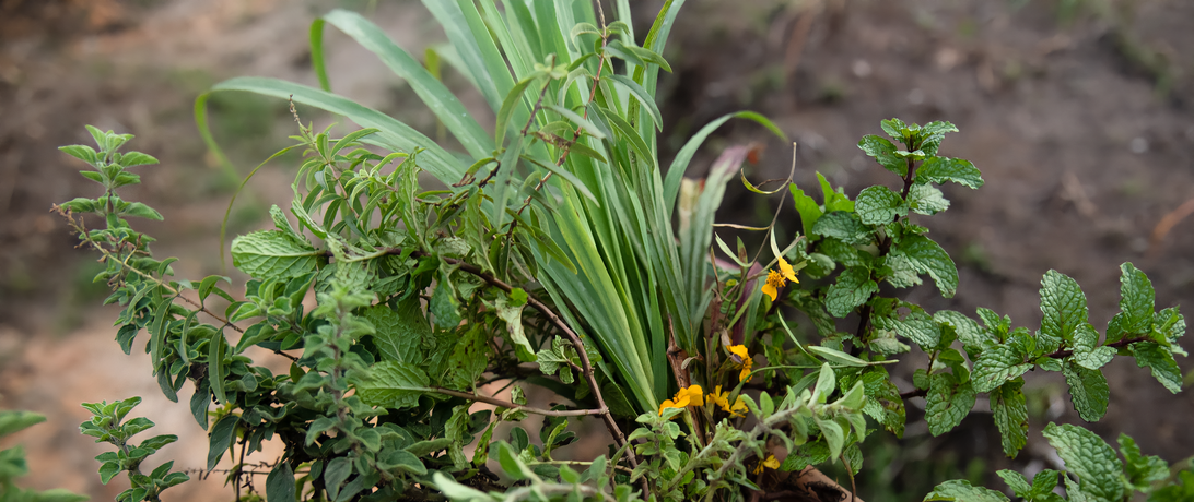 Woman holding plants