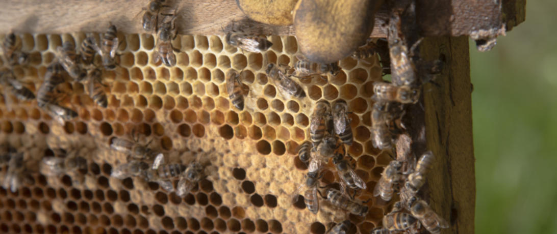 Job announcement: Beekeeping Trainer