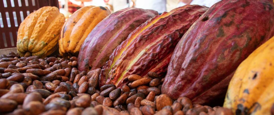 IMG_5006_web_cacao.jpg